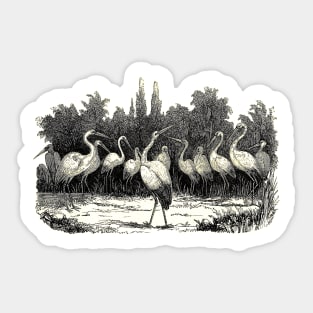 herons in the lake Sticker